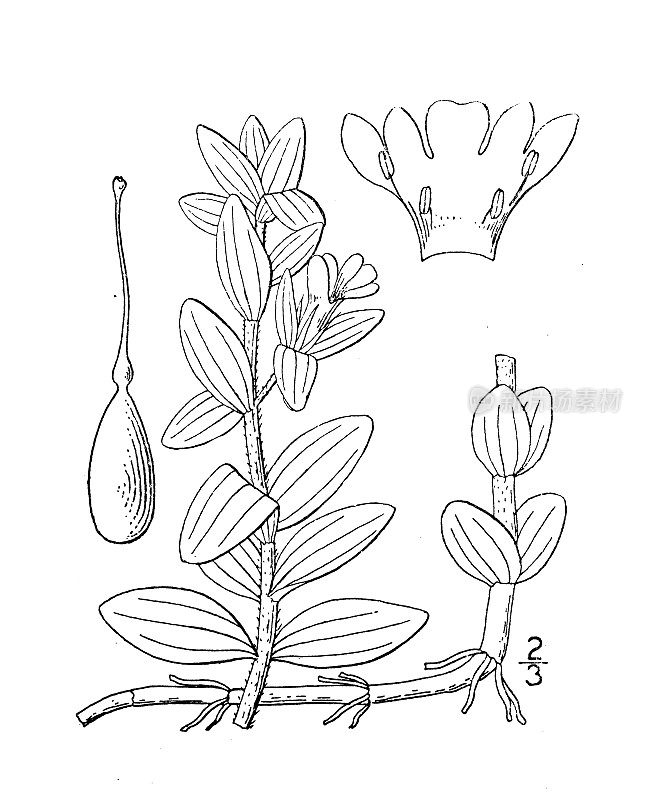 古董植物学植物插图:Monniera carolina，蓝色篱笆牛膝草